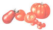 Tomatoes grown from seed come in a much wider variety than those sold in stores, which are bred for transport.